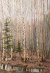Spring forest