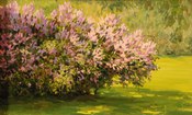 Lilac in Kolomenskoye park