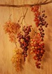 Harvest