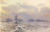 Rook birds