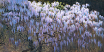 Wisteria at night