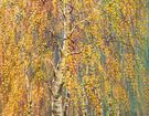 Birch rain