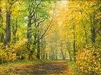 My eternal roaming in Autumn...