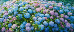 Blue hydrangeas