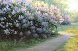Lilac storm