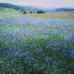 Cornflower fields