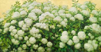 White hydrangeas