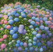 Blue hydrangeas