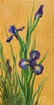 Irises