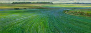 Flax in bloom
