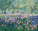 Irises
