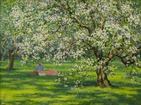 Apple trees in bloom